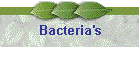 Bacteria's