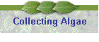 Collecting Algae